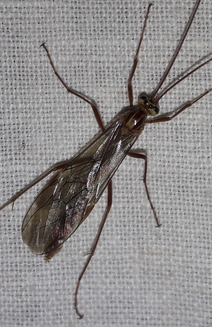 Ophion obscuratus