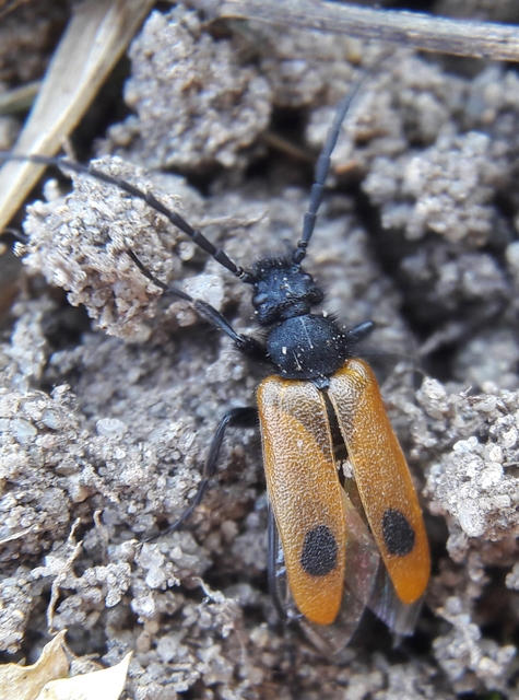 Apalus bimaculatus - kétfoltos élősdibogár