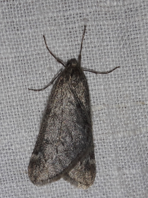 Alsophila aescularia - vadgesztenye-araszoló