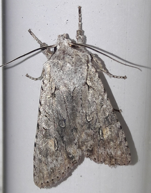 Lithophane ornitopus - közönséges fabagoly