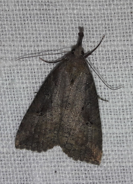 Hypena rostralis - közönséges karcsúbagoly