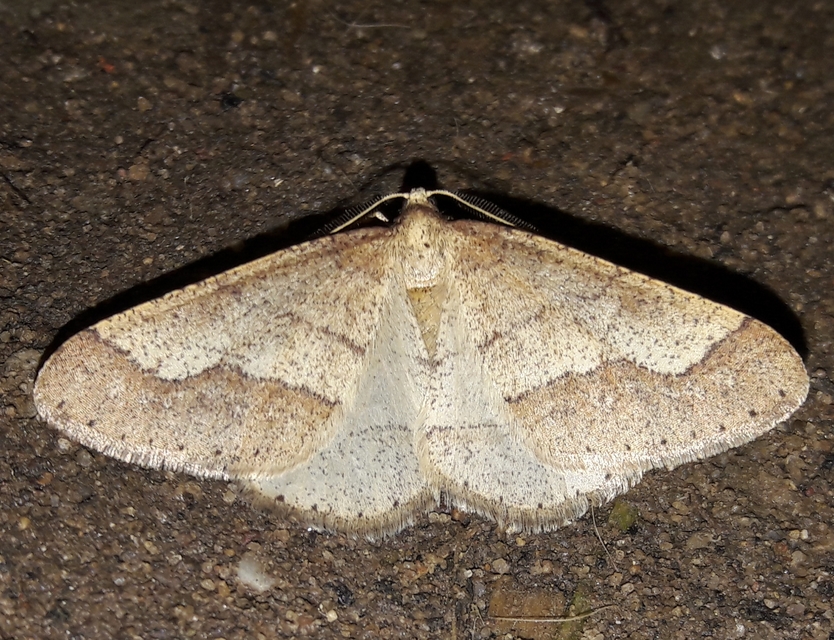 Agriopis marginaria - sárgás téliaraszoló