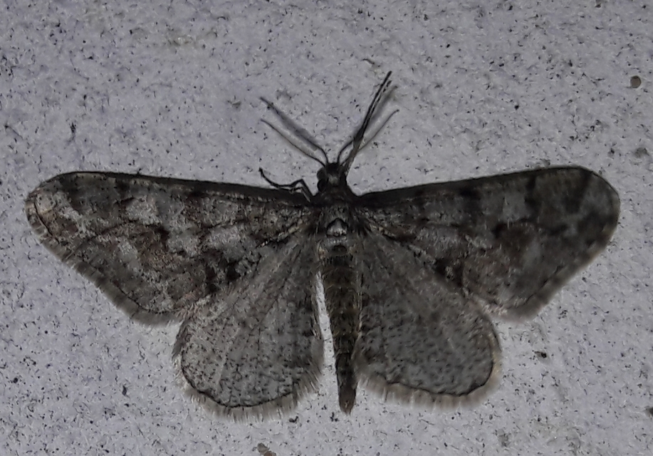 Agriopis leucophaearia - tölgy-tavasziaraszoló