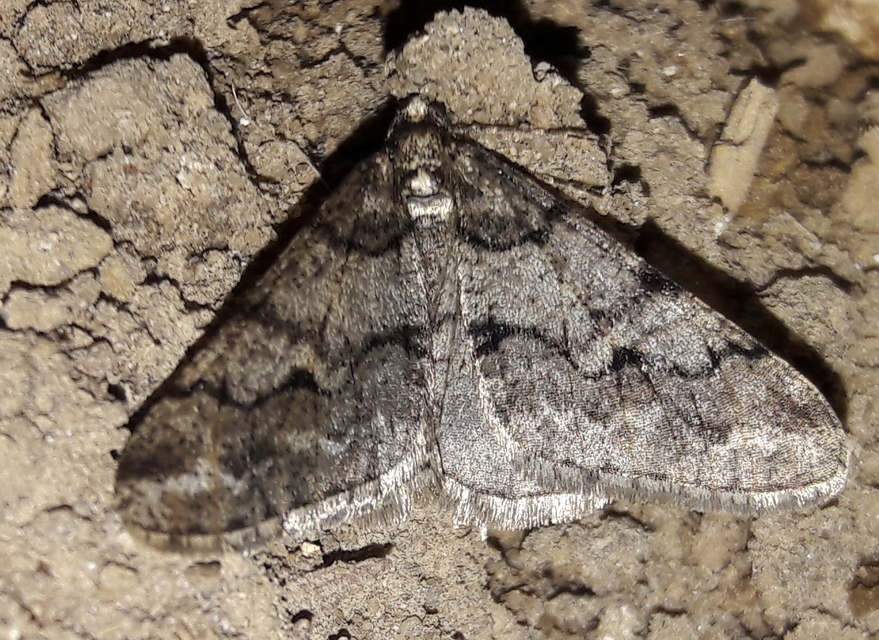 Agriopis leucophaearia - tölgy-tavasziaraszoló