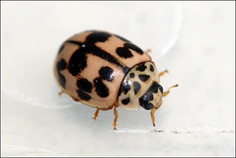 Oenopia conglobata - rózsás katica