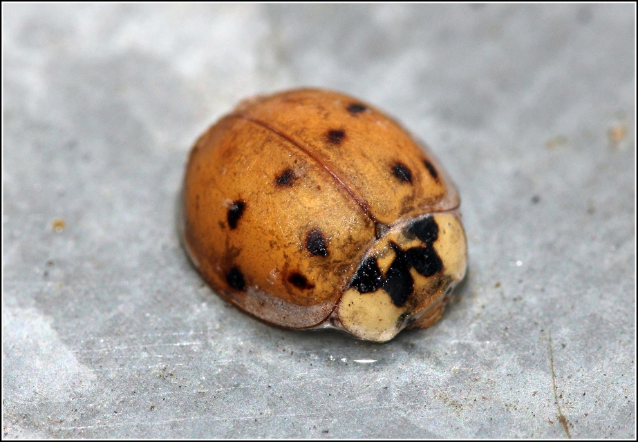Harmonia axyridis - harlekinkatica