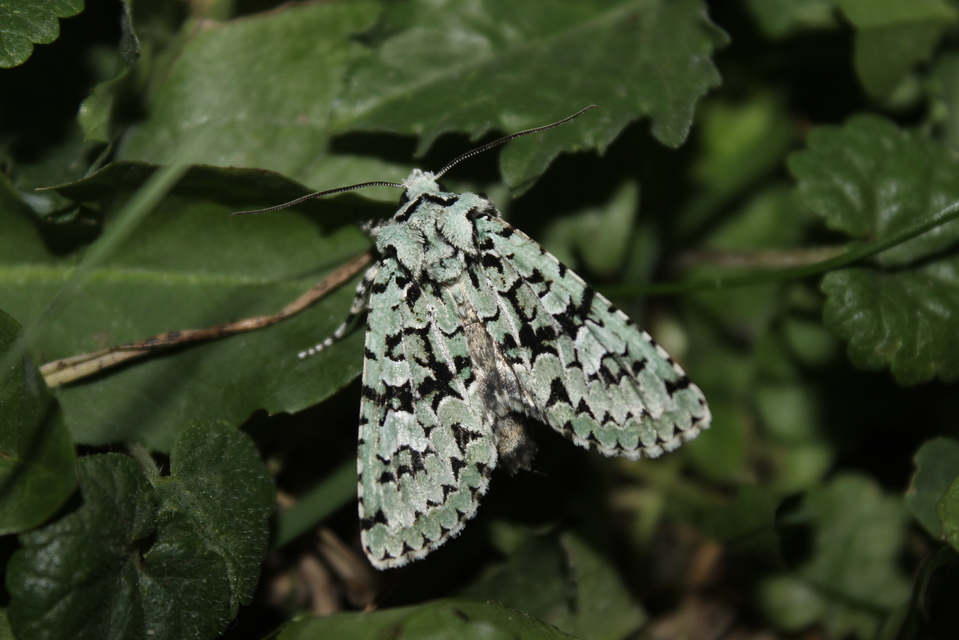 Griposia aprilina - őszi zöldbagoly