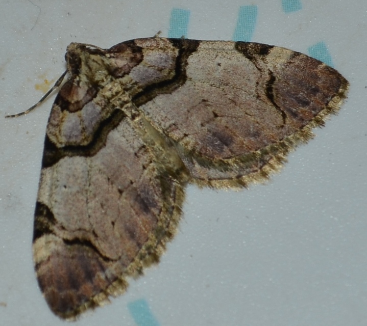 Anticlea derivata - vadrózsa-tarkaaraszoló