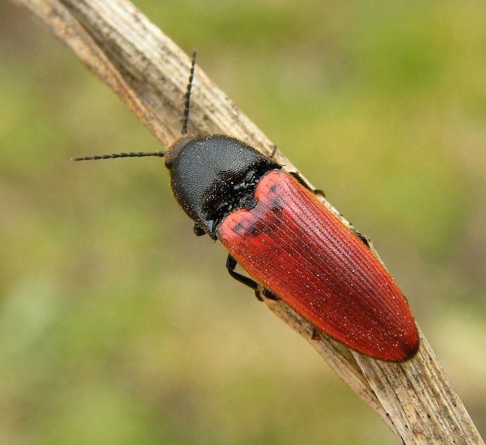 Ampedus