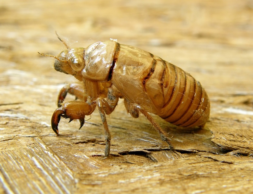 Cicadidae - énekeskabócák