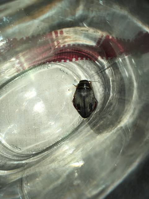 Dytiscus marginalis - szegélyes csíkbogár