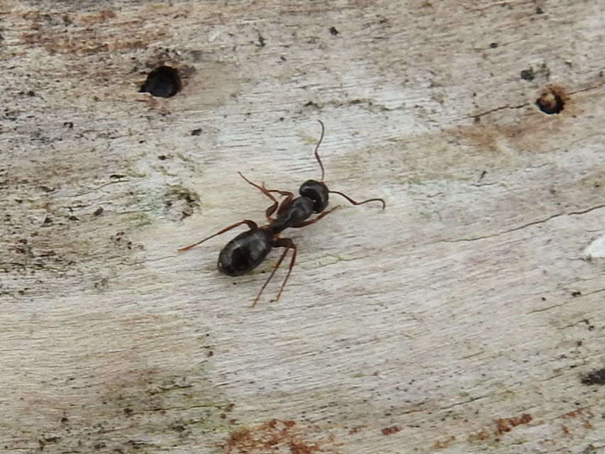 Camponotus fallax - ligeti lóhangya