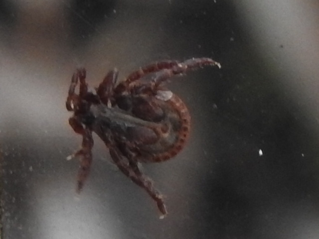 Dermacentor reticulatus - kutyakullancs