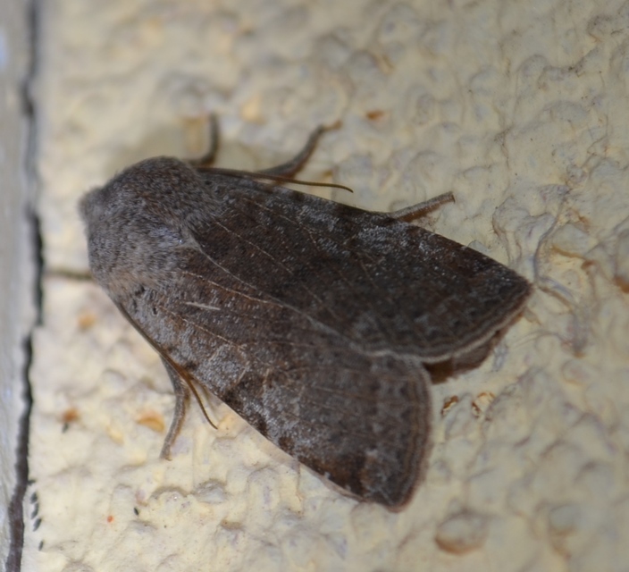 Conistra rubiginosa - szürke télibagoly