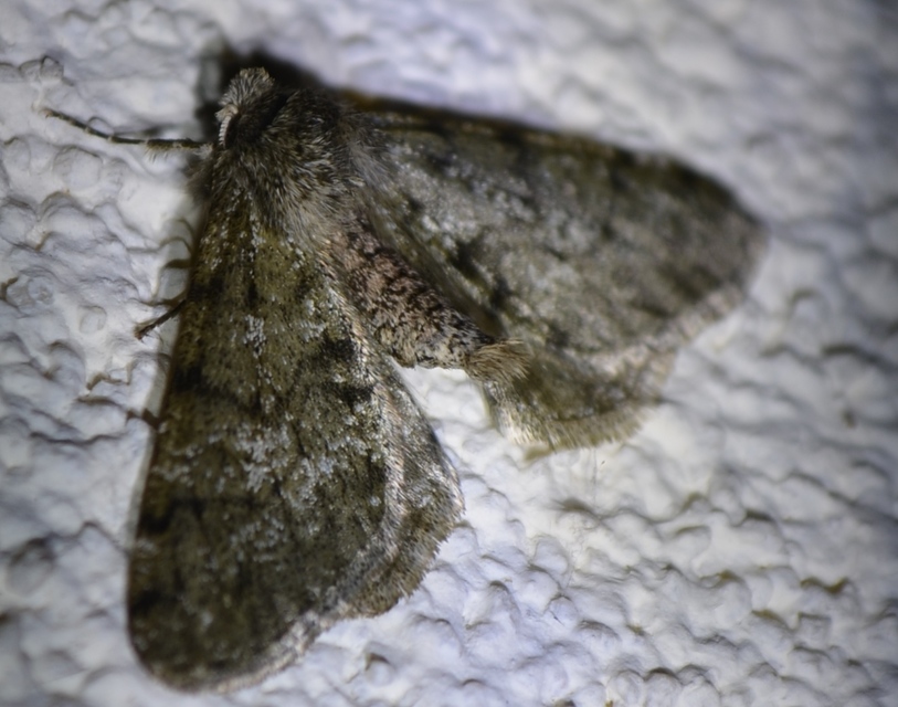 Apocheima pilosaria - zöldes tavasziaraszoló