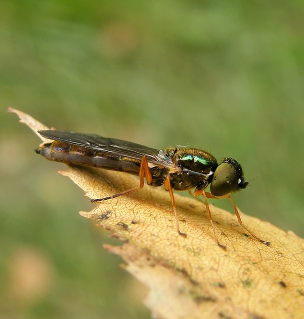 Sargus bipunctatus - kétpettyes fémeslégy