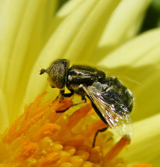 Eristalinus aeneus - bronzos foltosszeműlégy