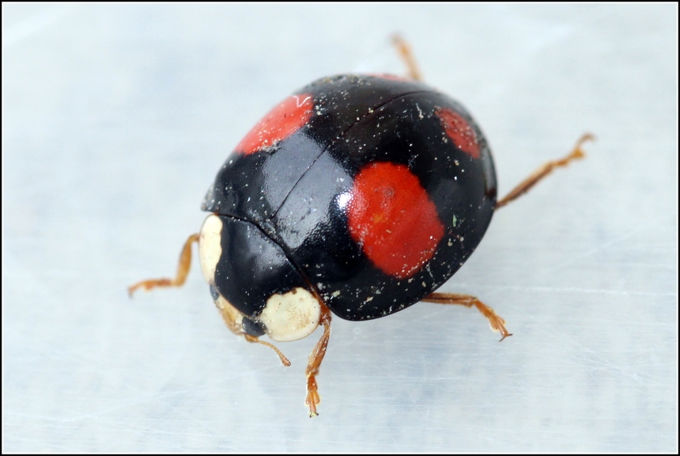 Harmonia axyridis - harlekinkatica