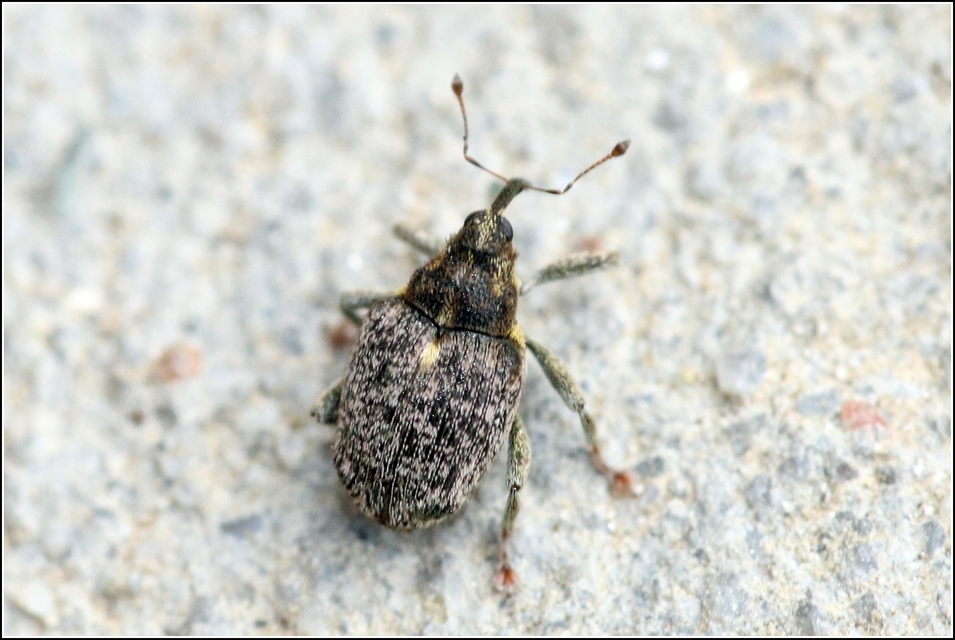 Ceutorhynchus pallidactylus - szőrös repce-ceutormányos