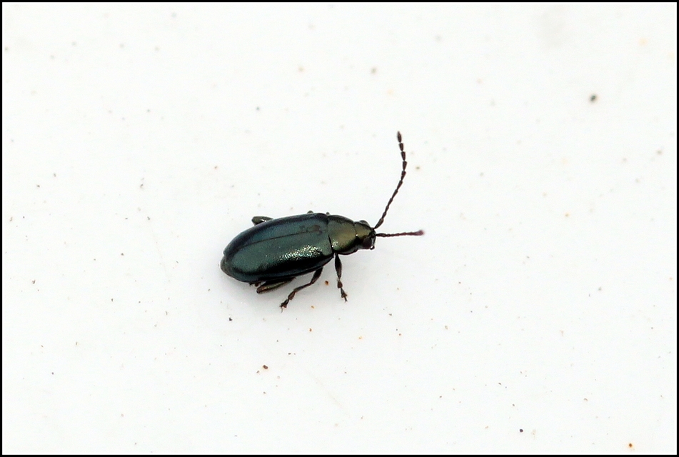 Phyllotreta