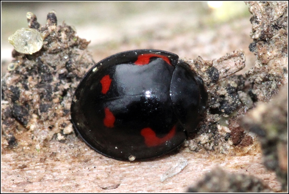 Exochomus quadripustulatus - négyfoltos szerecsenkata