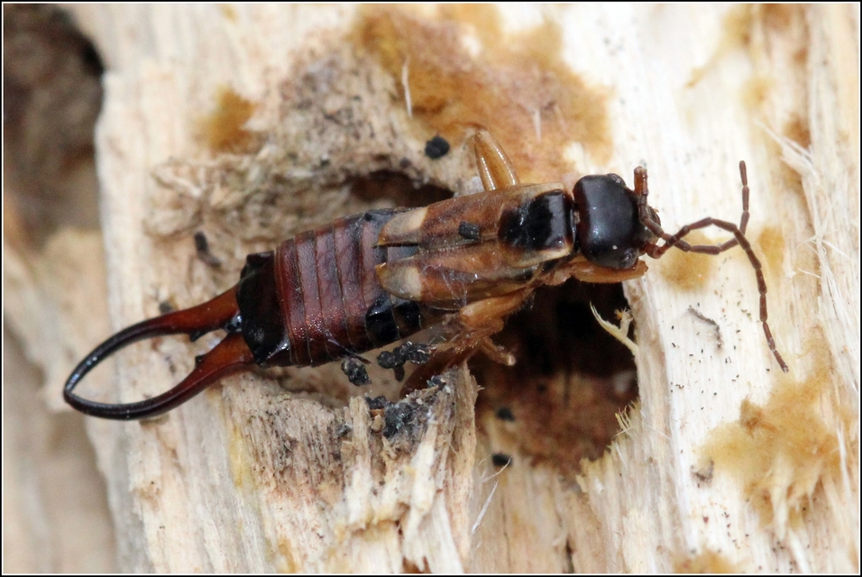 Forficula auricularia - közönséges fülbemászó