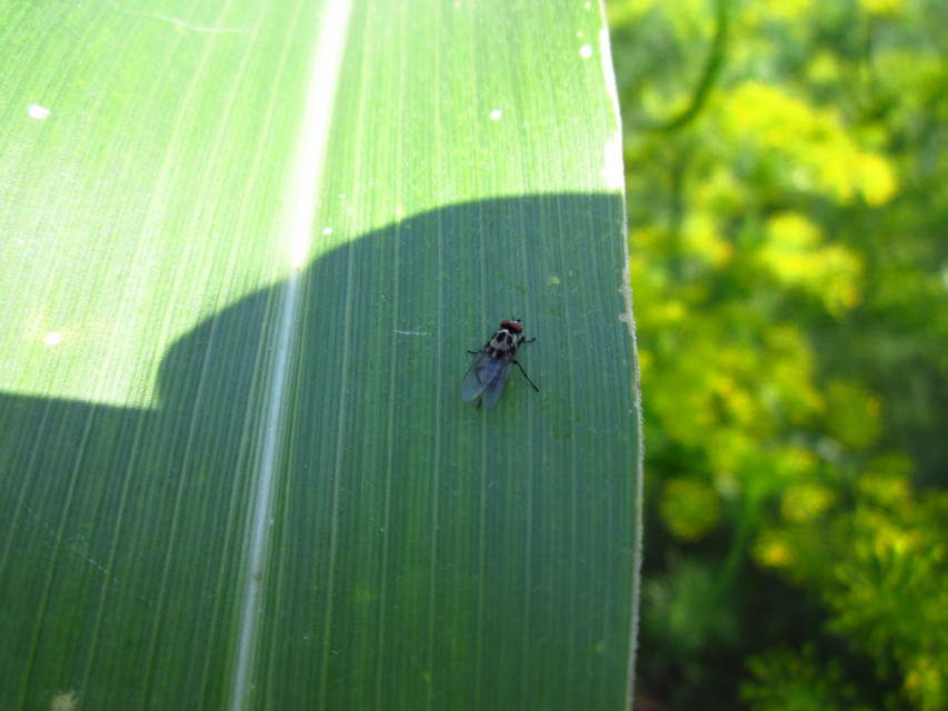 Anthomyia