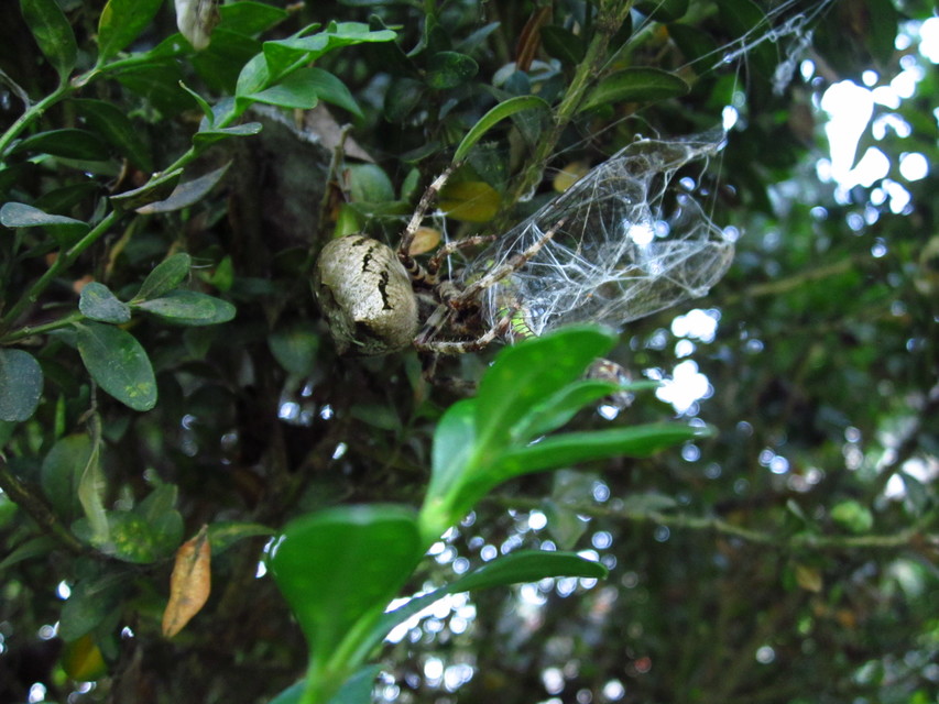 Araneus circe - hamvas keresztespók