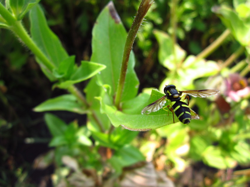 Xanthogramma pedissequum - gyakori oldalsávoslégy