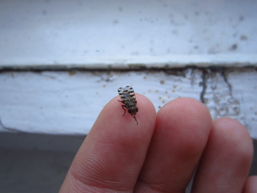 Ceroxys hortulana - kerti foltoslégy