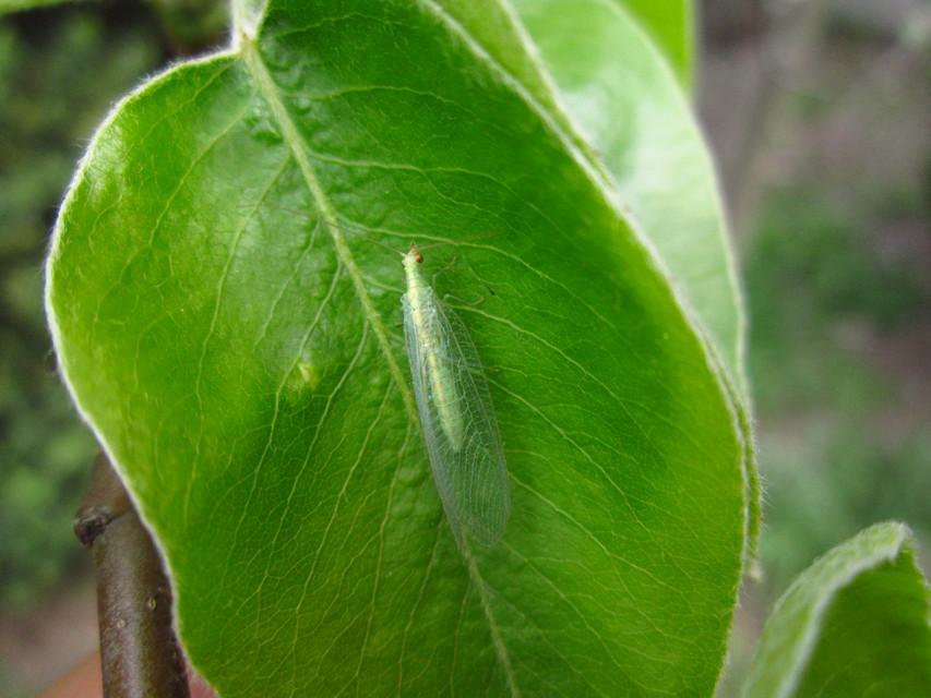Chrysopidae - zöldfátyolkák