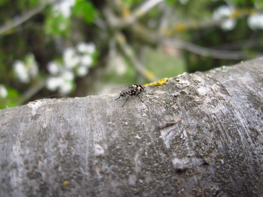 Anthomyia