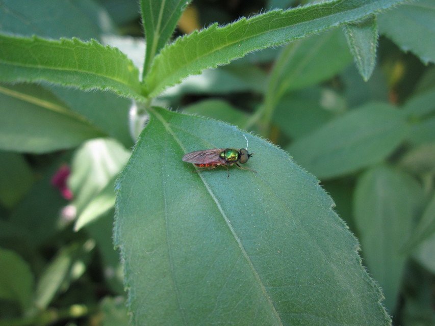 Chloromyia formosa - közönséges fémeslégy