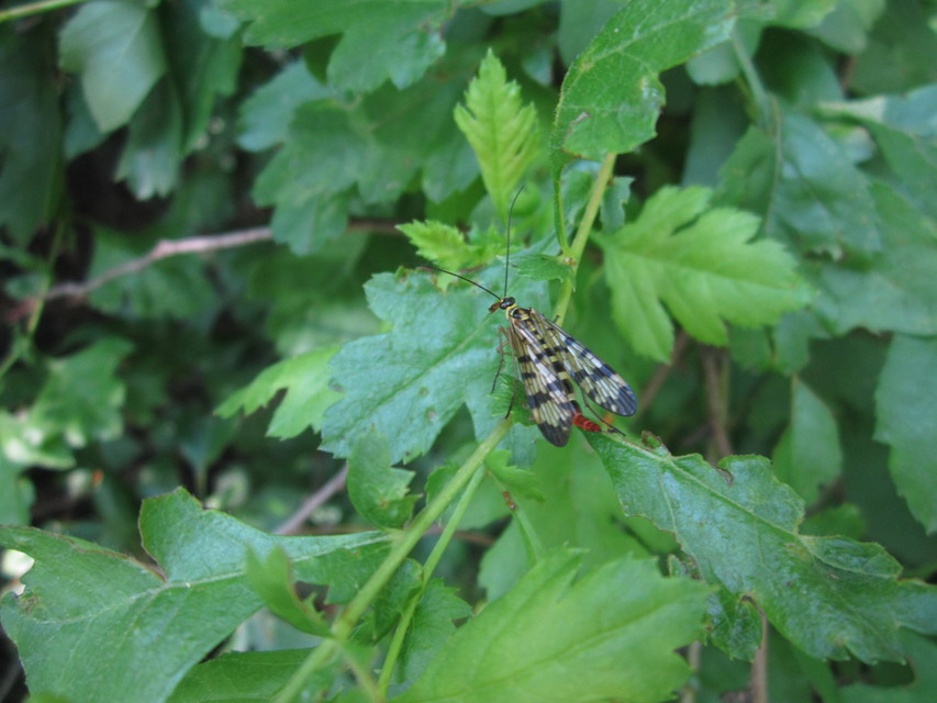 Panorpa vulgaris