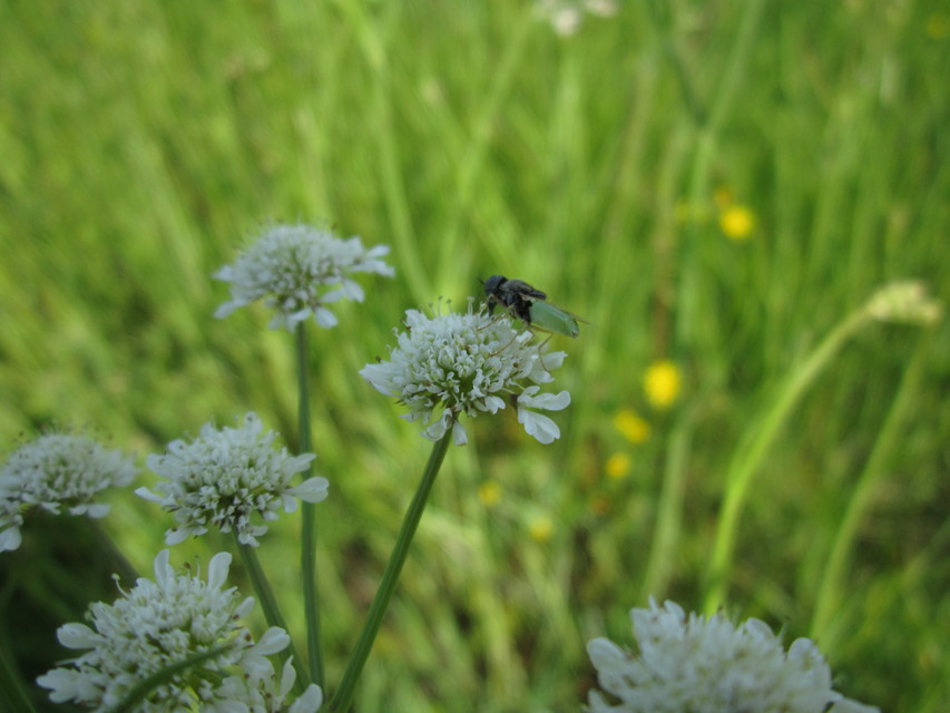 Stratiomyidae - katonalégyfélék