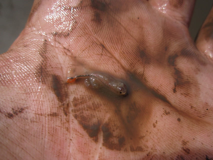 Branchipus schaefferi