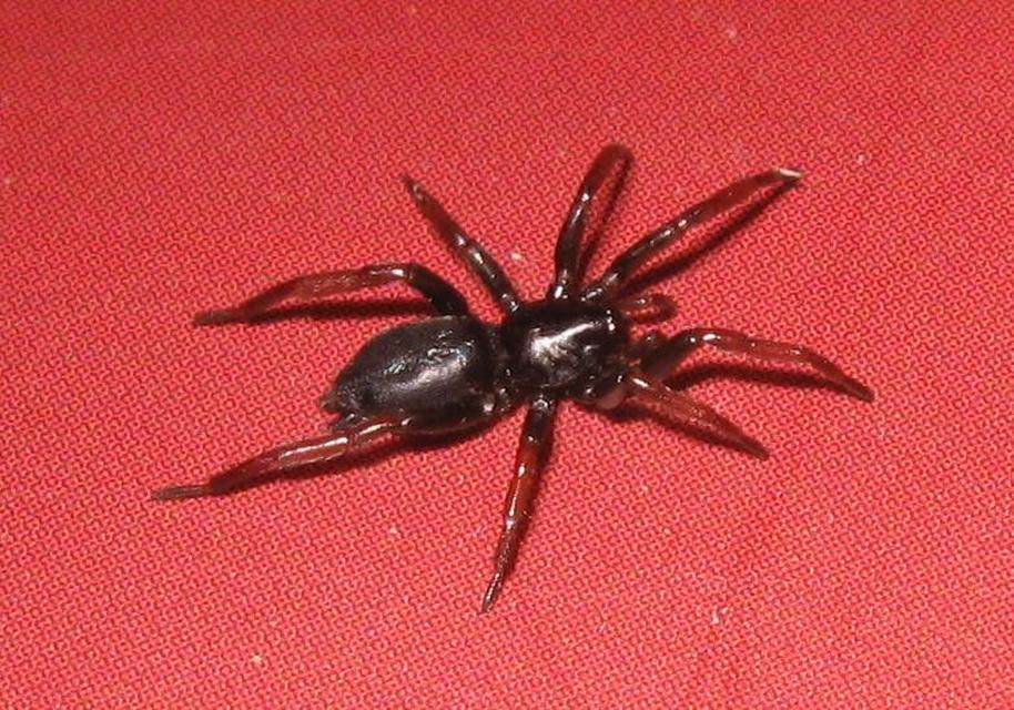 Trachyzelotes pedestris - vöröslábú gyászpók