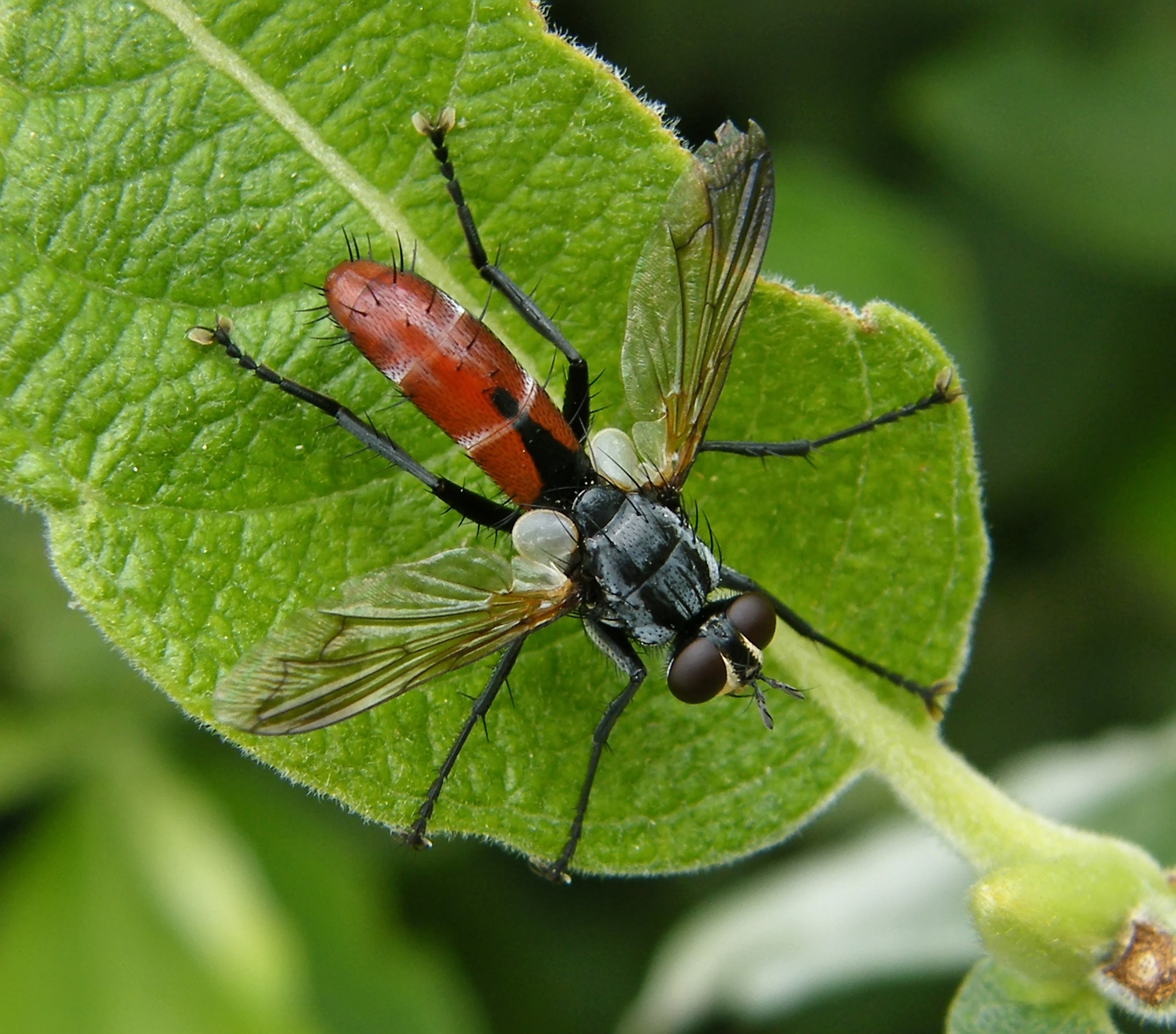 Cylindromyia bicolor