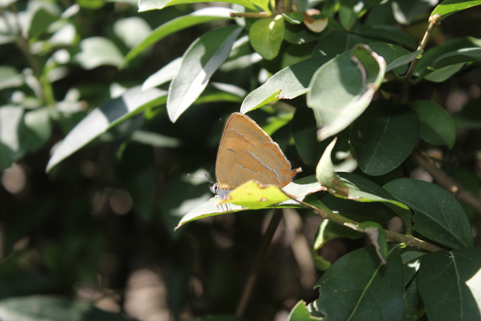 Thecla betulae - nyírfalepke