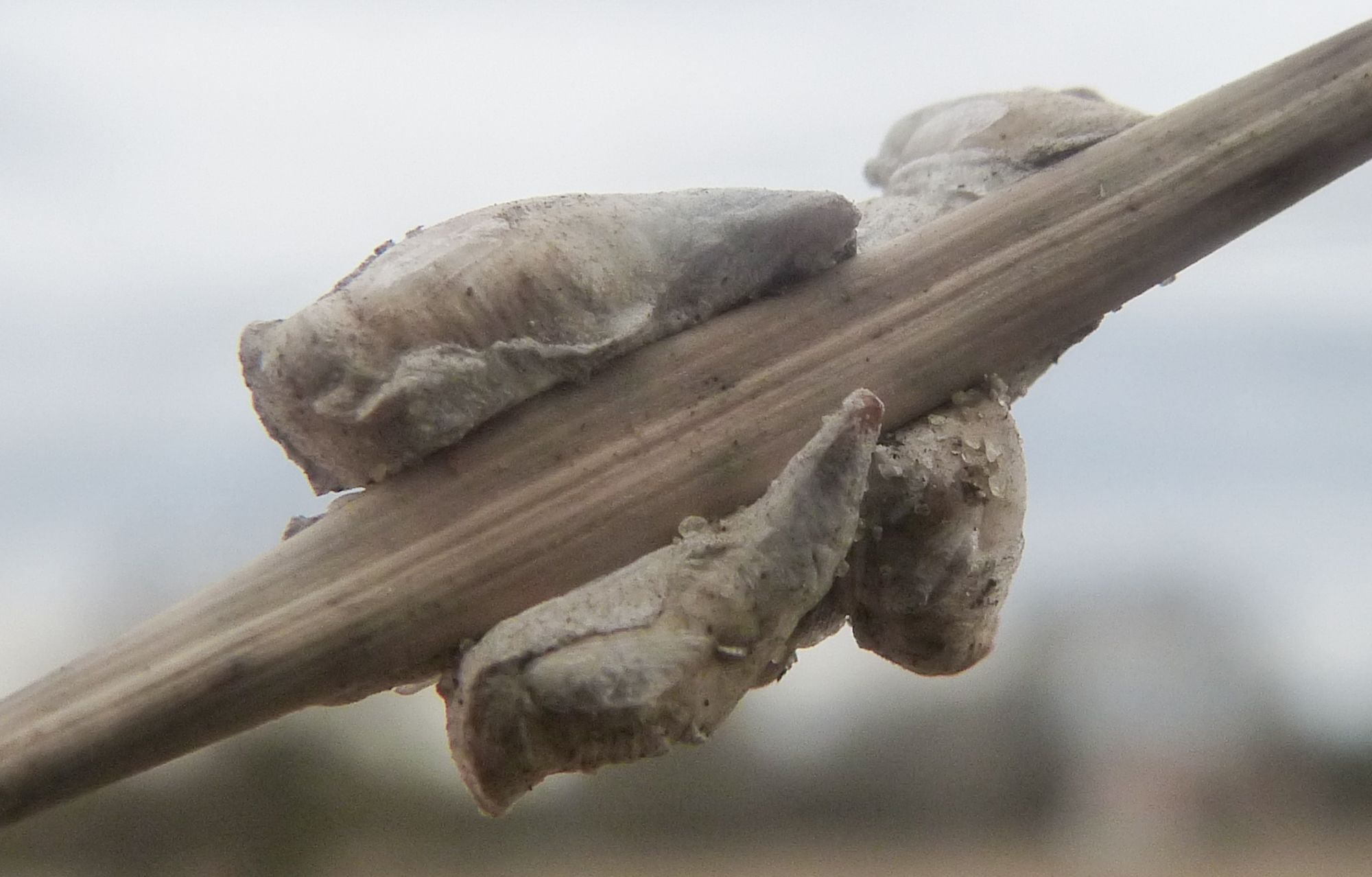 Scythia craniumequinum
