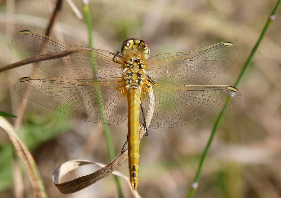 Sympetrum fonscolombii - vándor katona-szitakötő