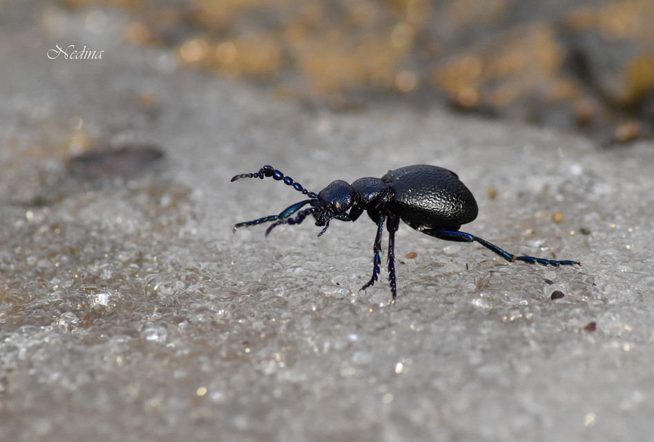 Meloe proscarabaeus - közönséges nünüke