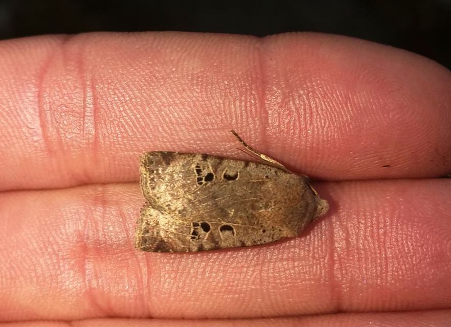 Conistra rubiginosa - szürke télibagoly