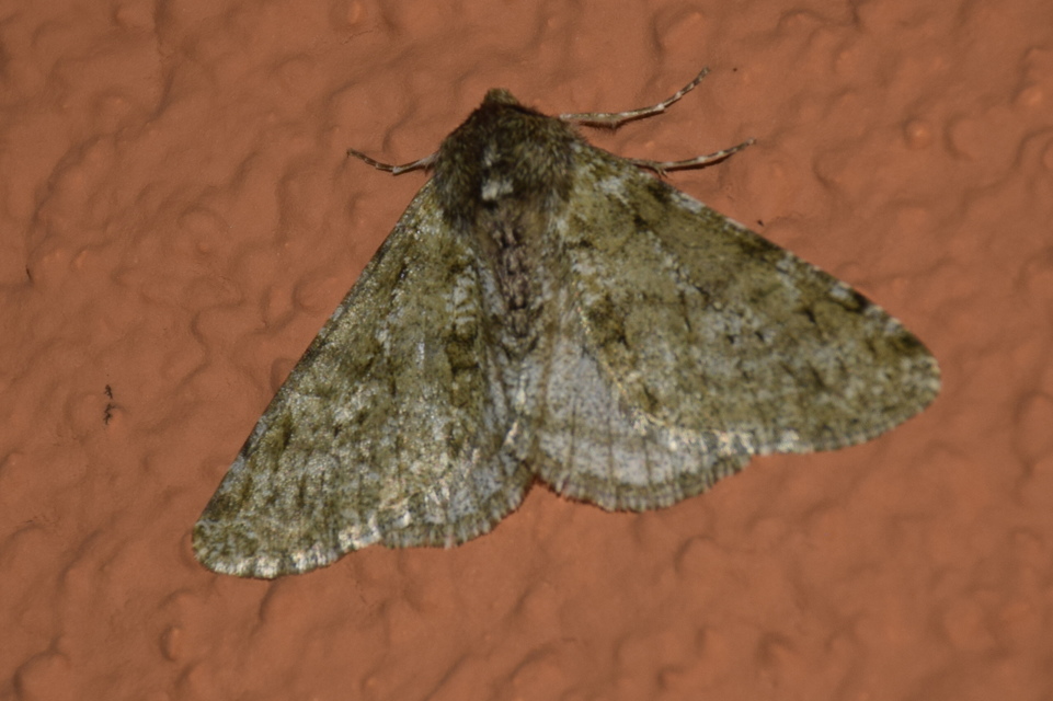 Apocheima pilosaria - zöldes tavasziaraszoló