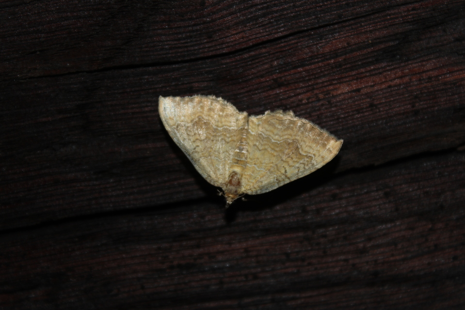 Camptogramma bilineata - kétvonalas sávosaraszoló