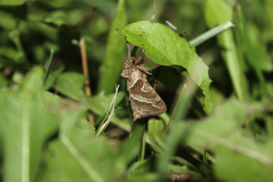 Triodia sylvina - kis gyökérrágólepke