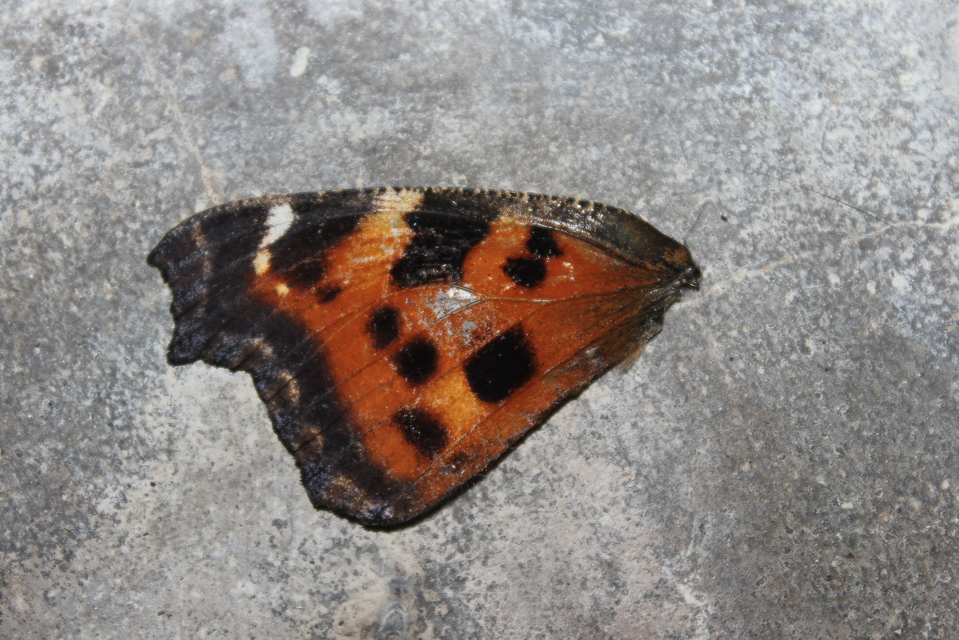 Nymphalis xanthomelas - vörös rókalepke