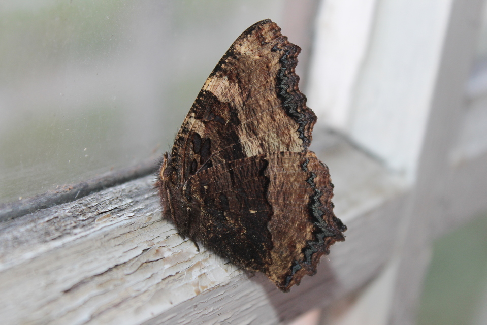 Nymphalis polychloros - nagy rókalepke