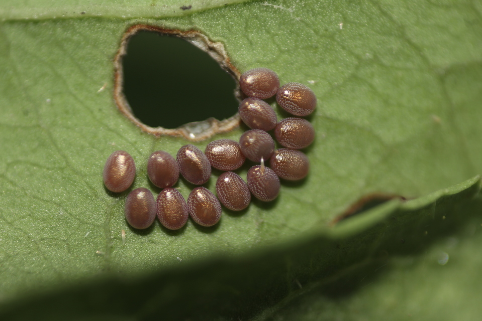 Artiora evonymaria - kecskerágó-araszoló