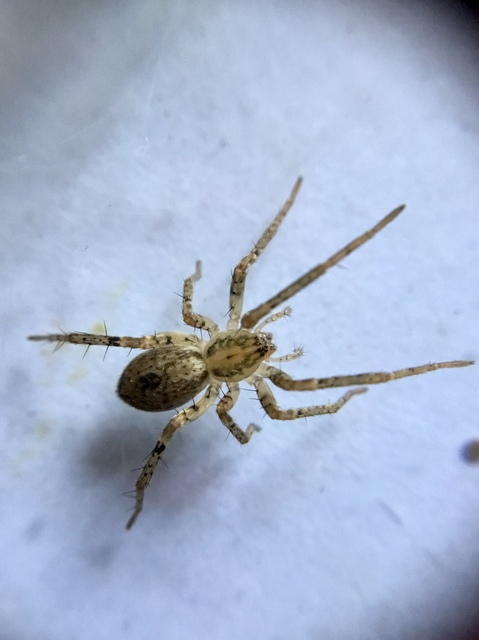 Anyphaena accentuata - jegyespók